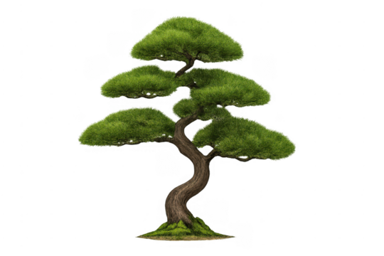 Bonsai tree representing japanese culture and zen principles