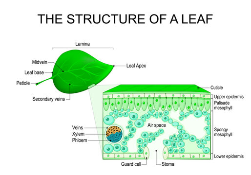 Leaf structure and anatomy. Cross section of leaf.
