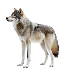 Fototapeta premium A majestic wolf stands elegantly on a white background. its striking fur patterns and keen expression. ideal for wildlife photography or educational materials
