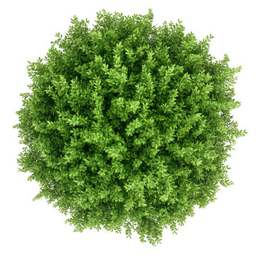 Lush green foliage forming a dense spherical shape. representing a healthy shrub. set against a plain white background. ideal for use in nature-themed design projects or landscaping illustrations