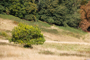 Small green tree on dry grassy slope in summer