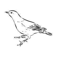Obraz premium alpine accentor, bird, vector sketch