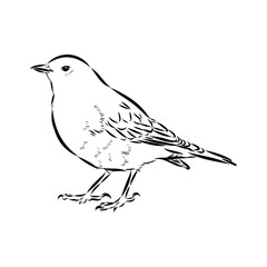 Obraz premium alpine accentor, bird, vector sketch