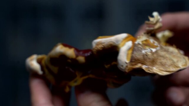 Male hand rotates reishi mushroom in front of cultivation box. Real-time horizontal video symbolizing natural health, nutrition, and wellness through traditional medicinal fungi