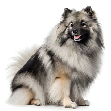 A Keeshond dog, fluffy and friendly, known for its fox like face, curled tail.