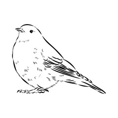 Obraz premium alpine accentor, bird, vector sketch