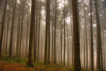 Mystischer schwarzwald
