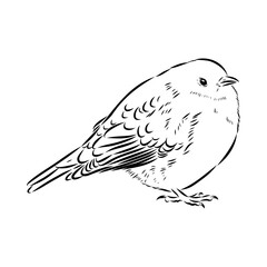 Obraz premium alpine accentor, bird, vector sketch