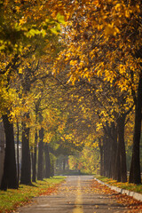 Alee frumoasă înconjurată de copaci în toamnă cu frunze colorate