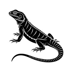 lizard on a white background