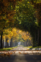 Alee frumoasă înconjurată de copaci în toamnă cu frunze colorate