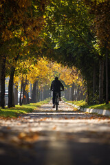 Alee frumoasă înconjurată de copaci în toamnă cu frunze colorate