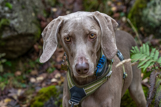 Close Up Portrait of Gray Weimaraner Dog with GPS Blue Collar and Harness in Forest - Powered by Adobe