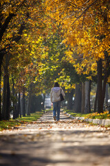 Alee frumoasă înconjurată de copaci în toamnă cu frunze colorate