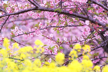 満開の菜の花畑と桜の花