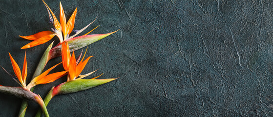 Beautiful Strelitzia Flowers Green Grunge