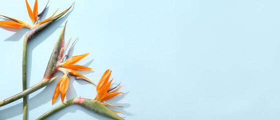 Beautiful strelitzia flowers on blue background