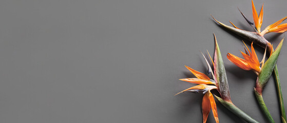 Beautiful Strelitzia Flowers Grey Background
