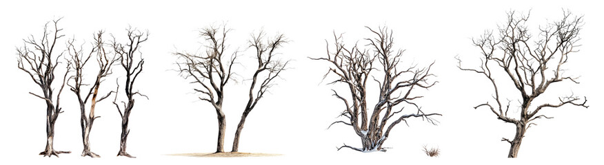 Obraz premium Four unique tree styles for nature-inspired design projects, PNG bundle collection, Isolated on Transparent Background, PNG bundle collection, Isolated on Transparent Background