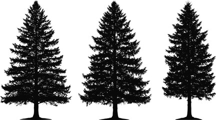 PrintPine tree silhouettes, evergreen forest illustration, black fir trees isolated on white background, nature vector art, woodland and Christmas design