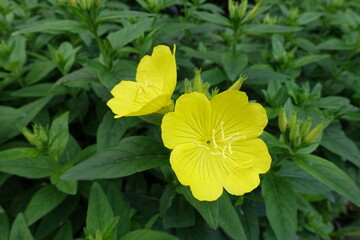 2 yellow flowers of narrowleaf evening primrose in mid June