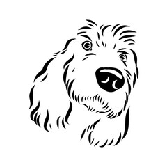 Gascon griffon, dog, vector sketch