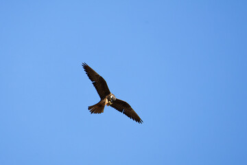 Fototapeta premium A Falco eleonorae of prey soaring in a clear blue sky.