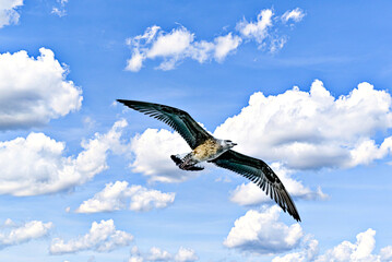 Seagull Flying in a Cloudy Blue Sky	
