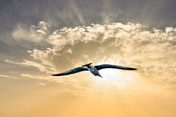 Seagull flying in an orange sky at sunset over the ocean.
