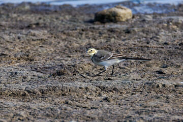 A small Motacilla alba with yellow and white plumage walking on muddy ground.