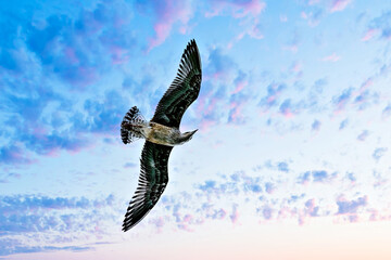 Seagull Flying in a Cloudy Blue Sky