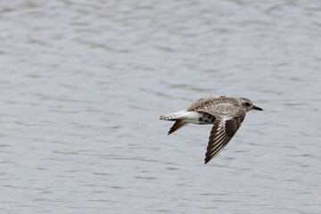 A Pluvialis squatarola in flight over a body of water, showcasing its wings.