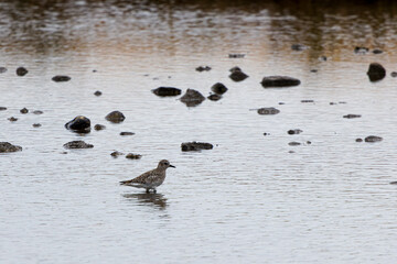 A solitary Thinornis dubius standing in shallow water surrounded by rocks.