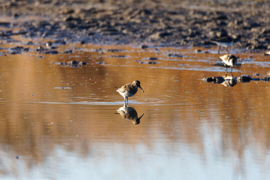 A sandpiper wading in shallow water with a reflection.