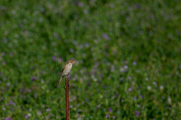 A small shrike perched on a rusty metal rod in a field of green grass and purple flowers.