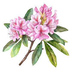 Obraz premium A watercolor illustration of pink rhododendron flowers with lush green leaves. the beauty of nature. ideal for botanical art enthusiasts and floral decor