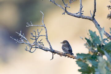 A small Muscicapa striata bird perched on a bare tree branch with blurred background.
