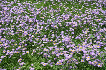 Plentitude of violet flowers of Erigeron speciosus in mid June © Anna