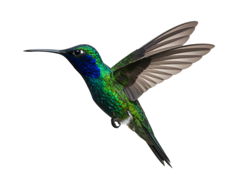 Iridescent green and blue hummingbird in mid-flight, wings spread