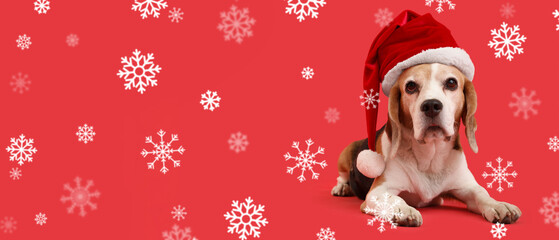 Cute beagle dog in Santa hat lying on red background