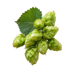 Fototapeta premium Green hops cones with leaf for brewing beer