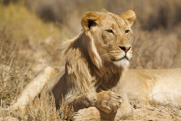 lion male rests relaxed 749