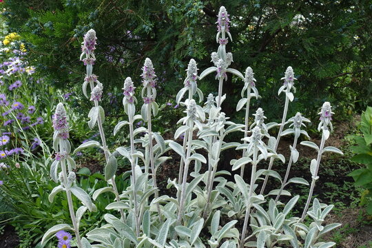 Spikes of Stachys byzantina in mid June
