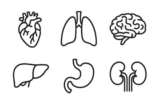 Six essential internal human organ outline icons for medical design