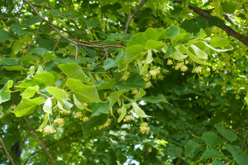 Multitude of flowers in the leafage of linden tree in mid June