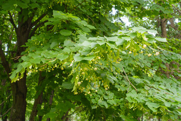 Obraz premium Not fully opened flowers and buds of linden tree in mid June