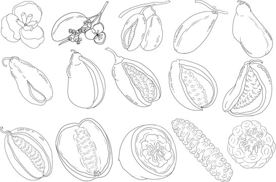 Vector hand drawn Purple Akebia (Akebia quinata). Coloring pages Akebi fruit isolated sketch with exotic japanese berry of chocolate vine shrub.engraving.	