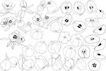 Vector, line Quince apple fruits whole and half cut, tropic farm garden ripe harvest, exotic fruits dessert	