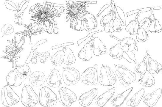 Vector, line Pink apple or red java apple, buah jambu or wax apple, semarang rose. Tropical edible food icon	