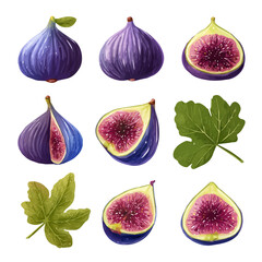 Fototapeta premium An Icon illustration, Vibrant Fig Fruit Collection isolated on a white background, vector, simple flat 2D icon, minimalist design, EPS, simple illustration 